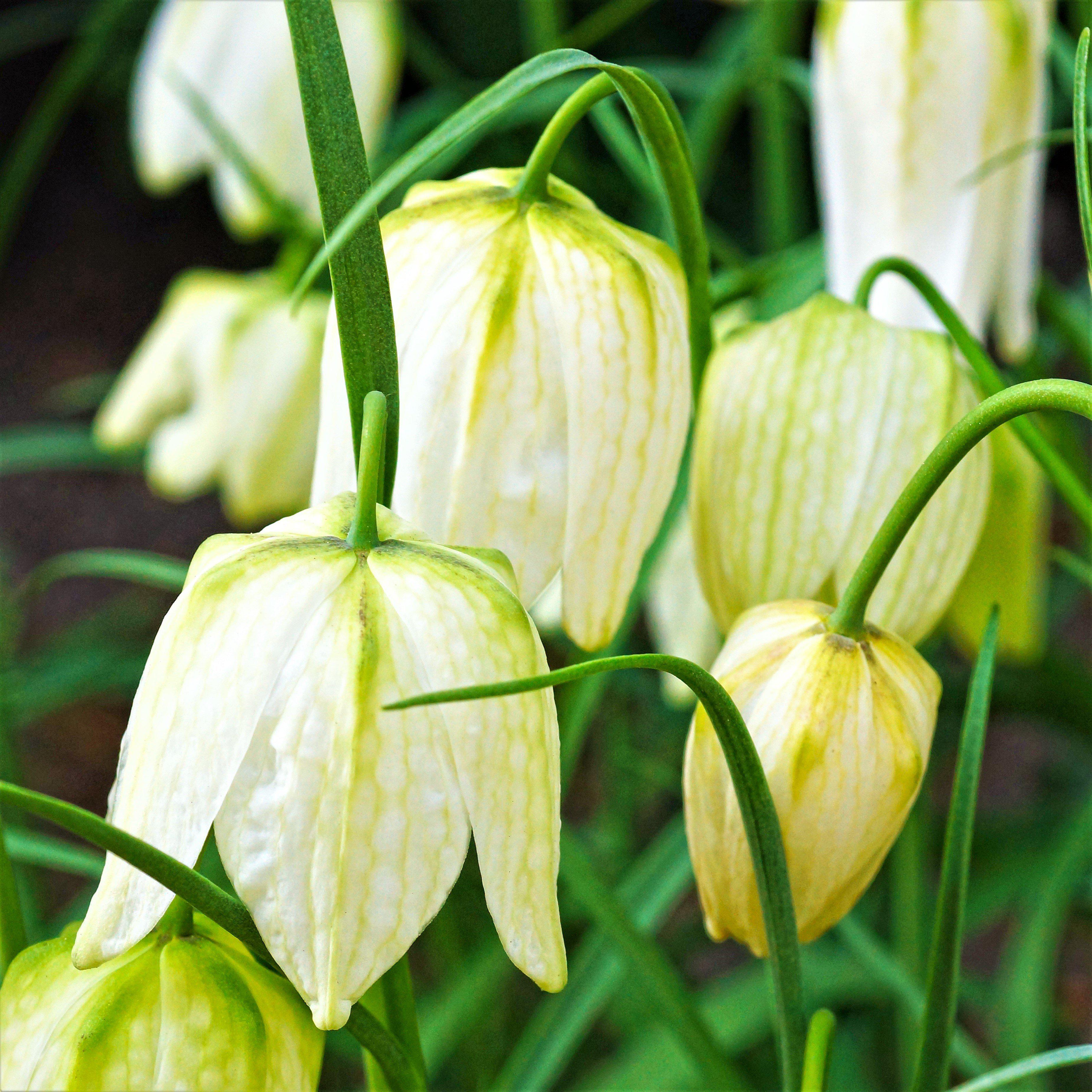 White Fritillaria Bulbs For Sale Online | Checkered Lily Meleagris ...