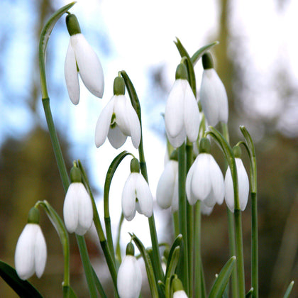 Yellow Eranthis & White Galanthus Bulbs For Sale Online – Easy To Grow ...