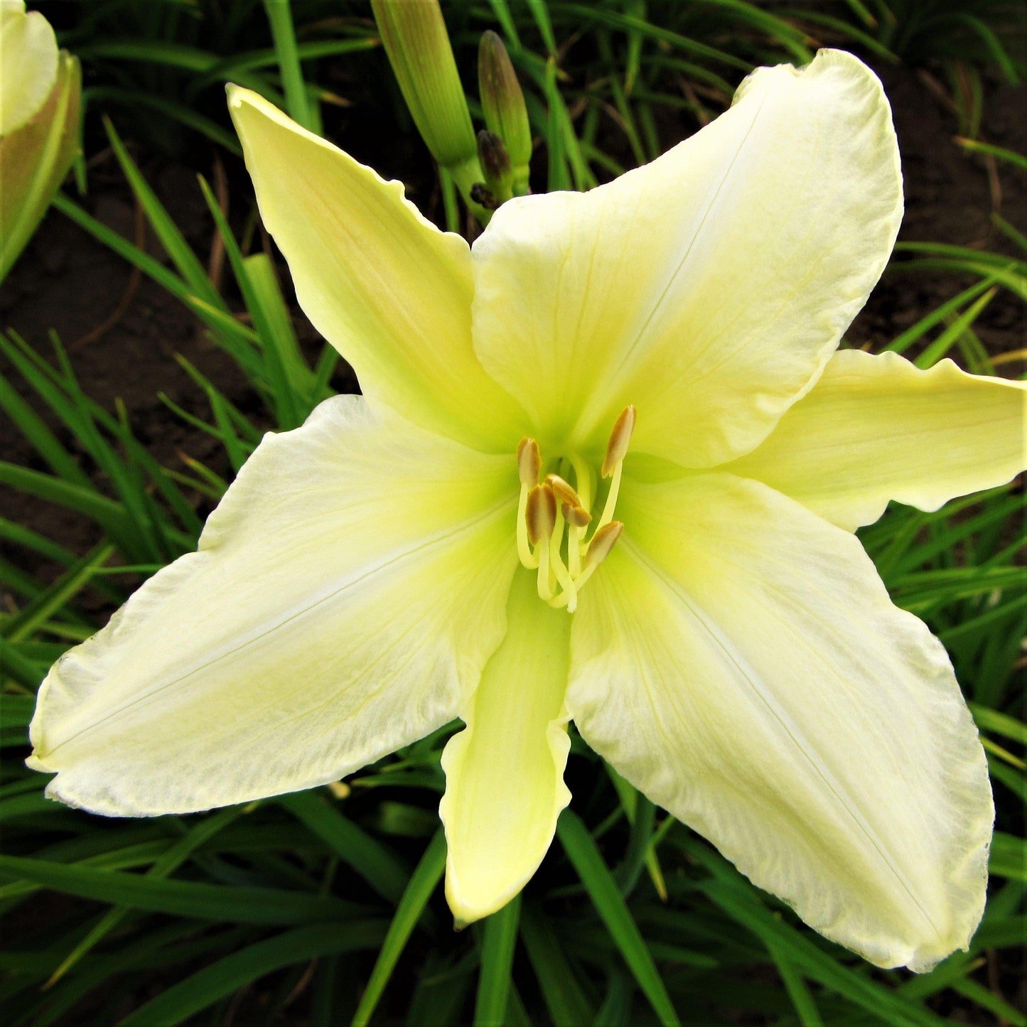 Daylily Gentle Shepherd creamy white-yellow