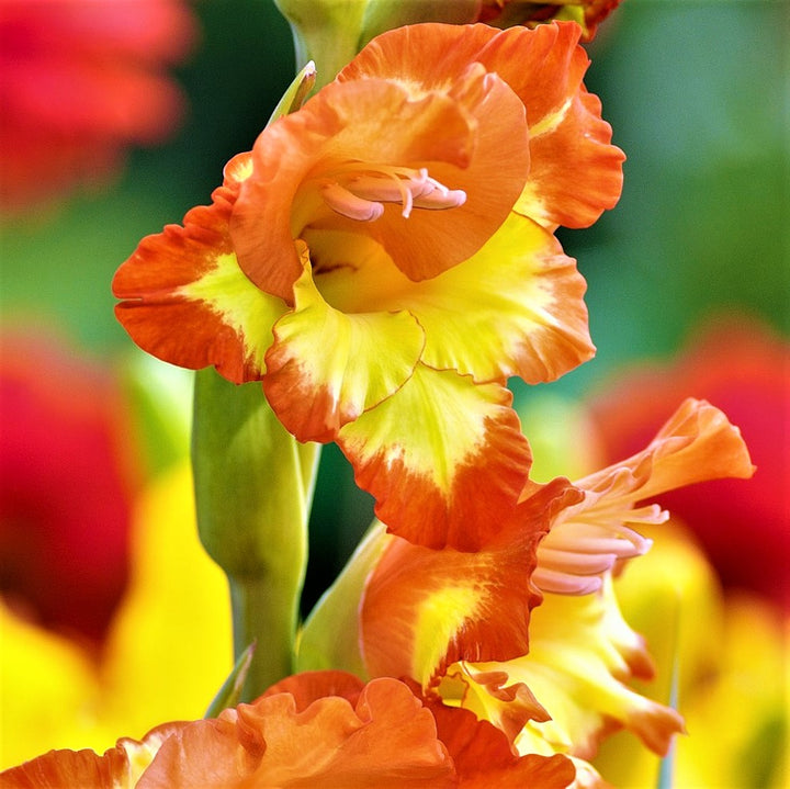 Easy to Grow | Gladiolus Flower Bulbs - Fall & Spring Planted – Easy To ...