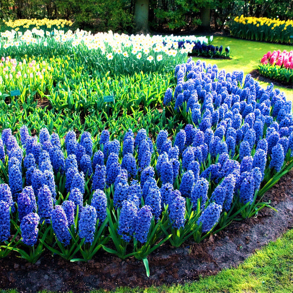 Beautiful Blue Hyacinth Bulbs For Sale Online | Blue Jacket – Easy To ...