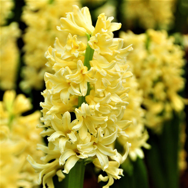 Ivory & Yellow Hyacinth Bulbs For Sale Online | City of Harlem – Easy ...