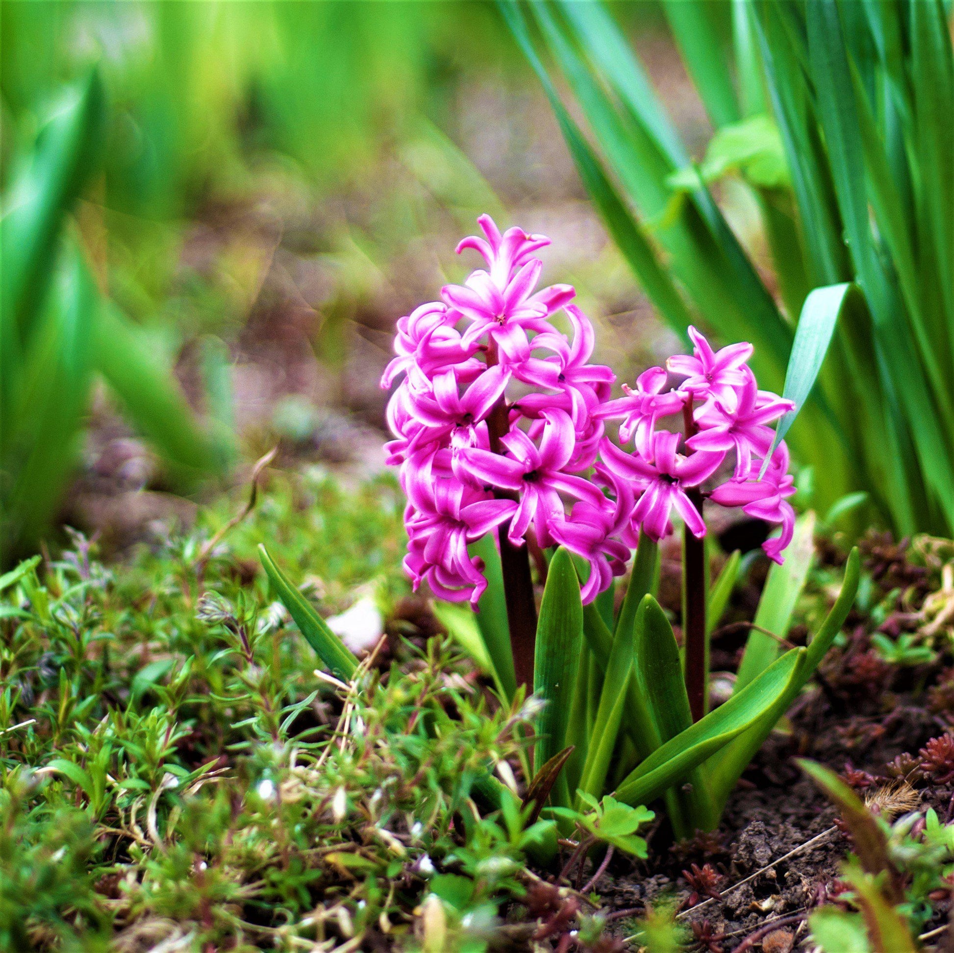 Pink Hyacinth Blooms