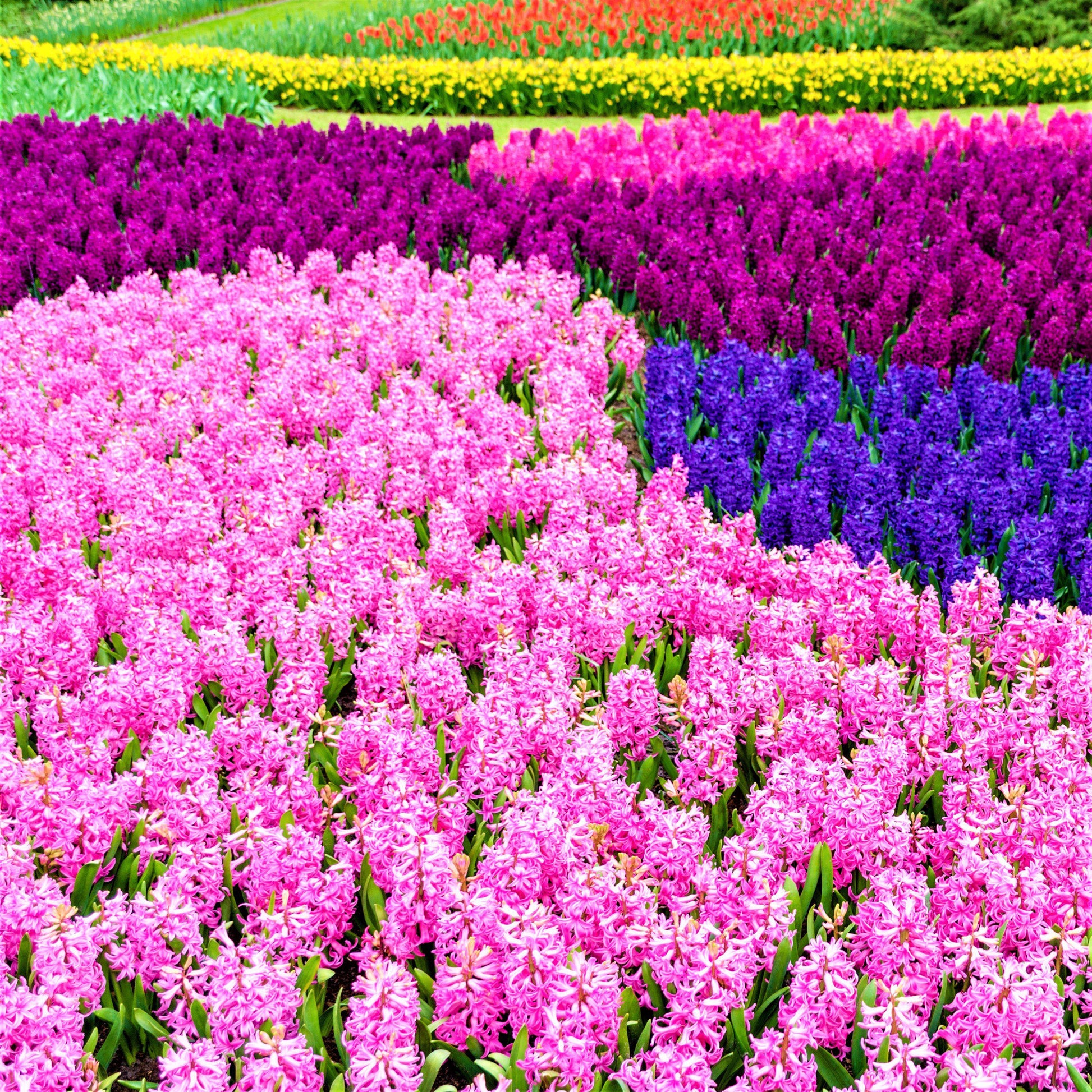 Masses of Pink Hyacinths