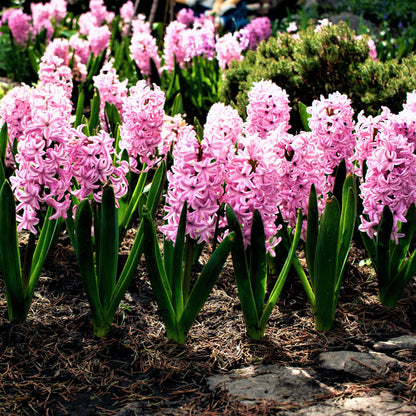 Pink Hyacinths in a Garden