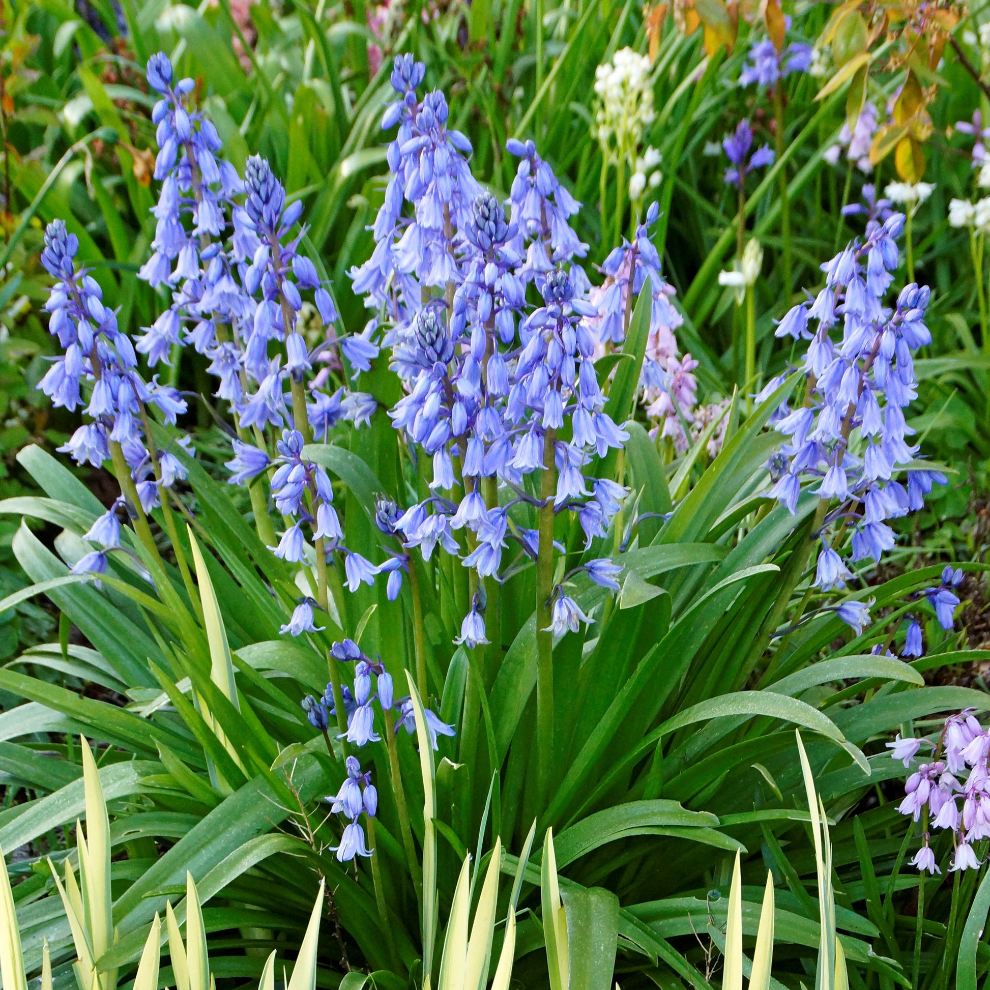 Blooming blue spanish bluebells