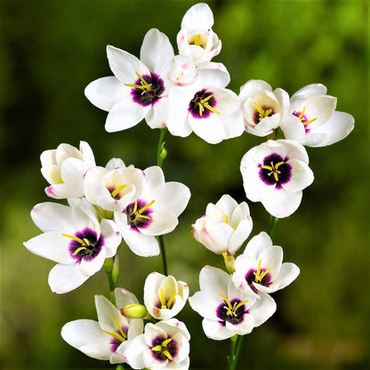 blooming ixia giant