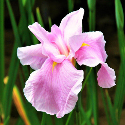 Soft Pink Close Up Japanese Iris Pink Lady