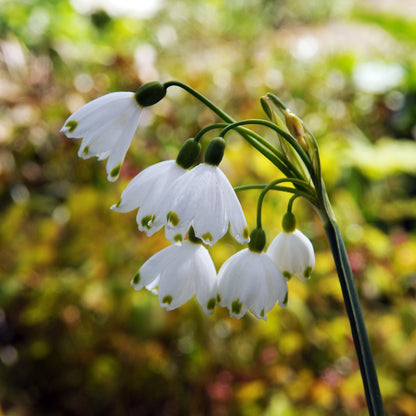 Leucojum - Gravetye Giant