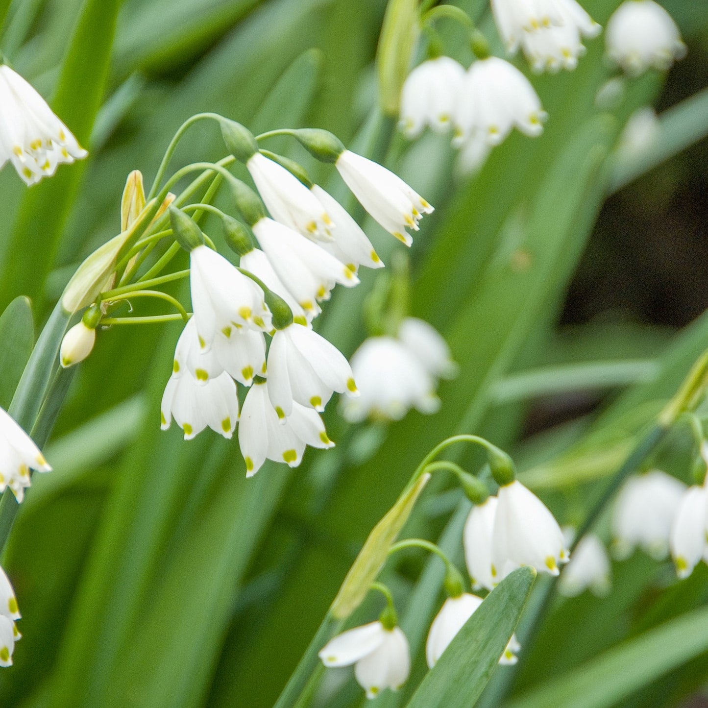 Leucojum - Gravetye Giant