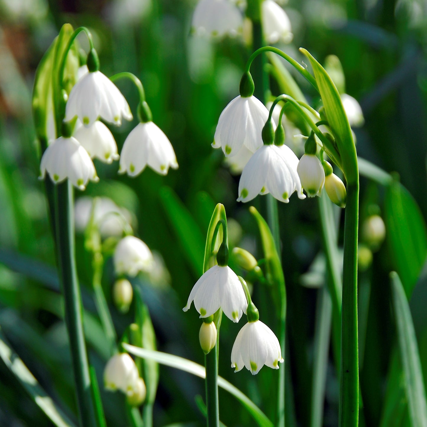 Leucojum - Gravetye Giant