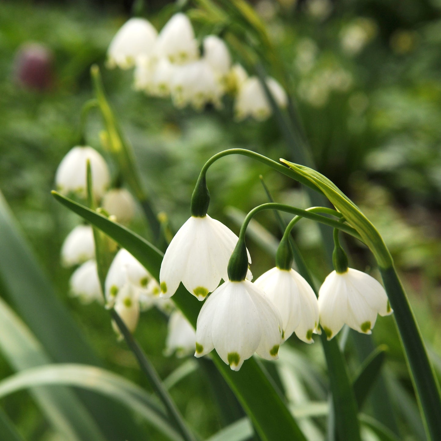 Leucojum - Gravetye Giant