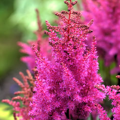 Rosy Lavender Astilbe Bare Root Plants for Sale | Maggie Daley – Easy ...