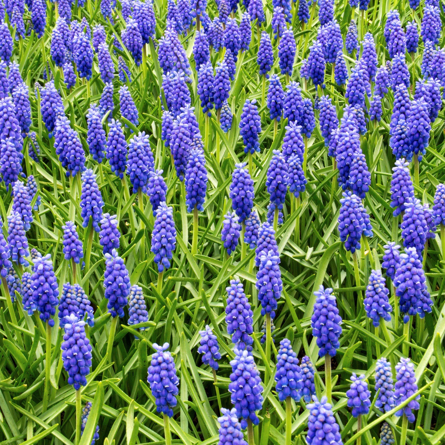 Muscari - Grape Hyacinth Blue