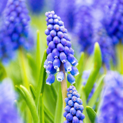 Dazzling Grape Hyacinth Bulbs for Sale | Blue 'Armeniacum' – Easy To ...