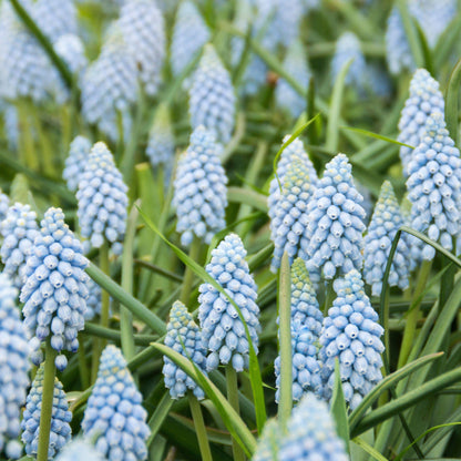 Muscari - Grape Hyacinth Valerie Finnis