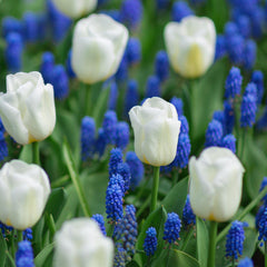 Gorgeously Fragrant Flower Bulbs for Sale | Grape Hyacinths – Easy To ...