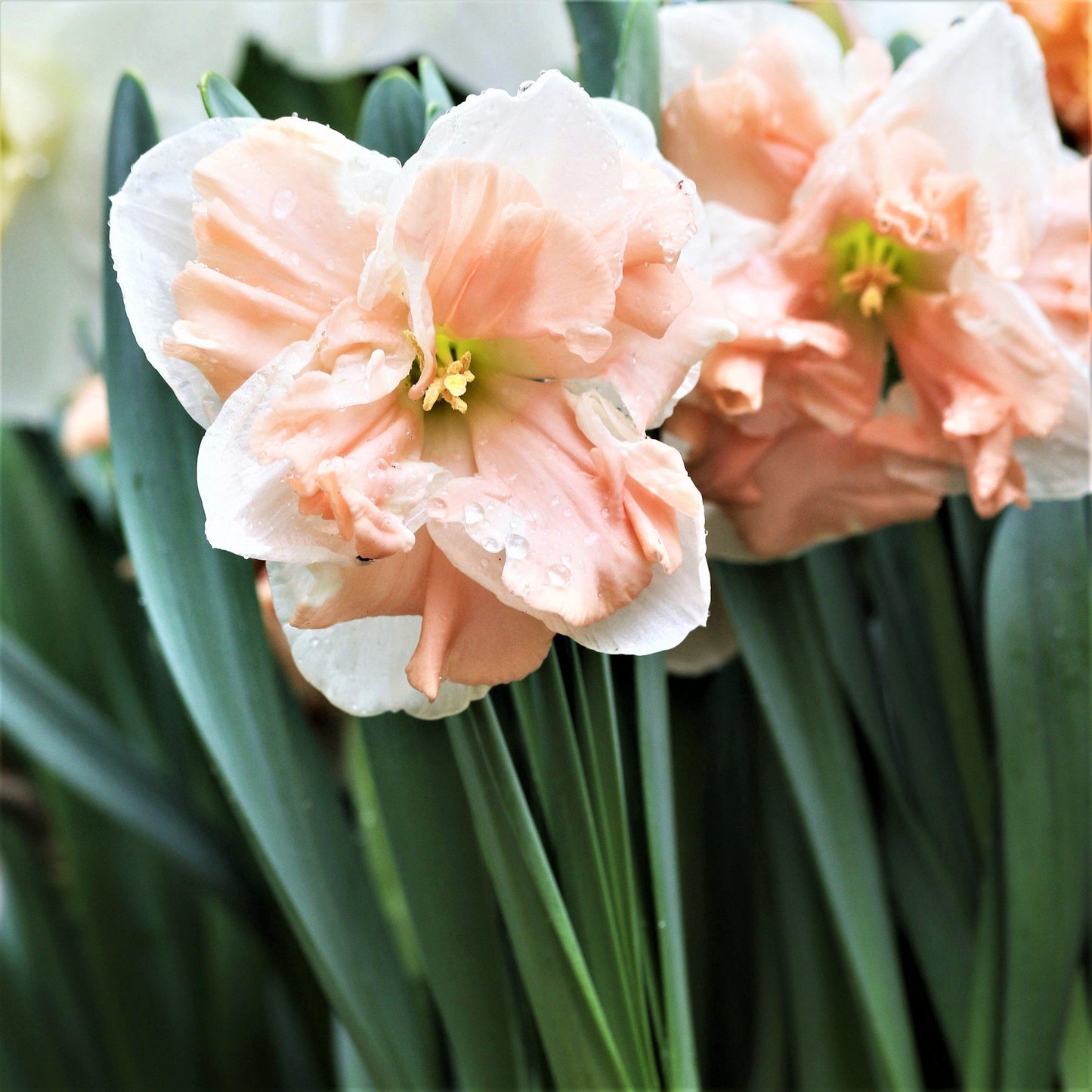 Pink Narcissus Apricot Whirl