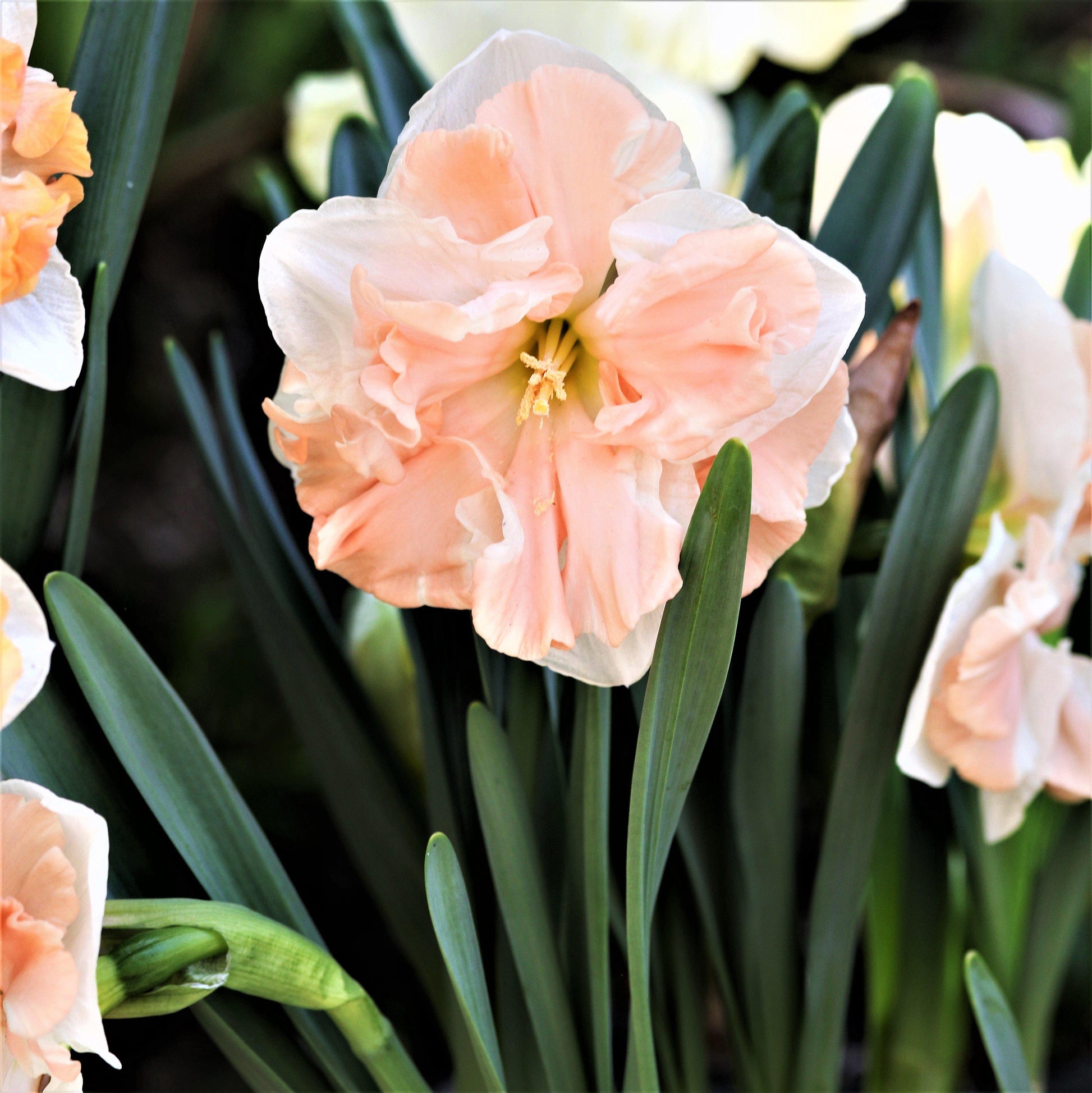 Apricot-Hued Daffodil