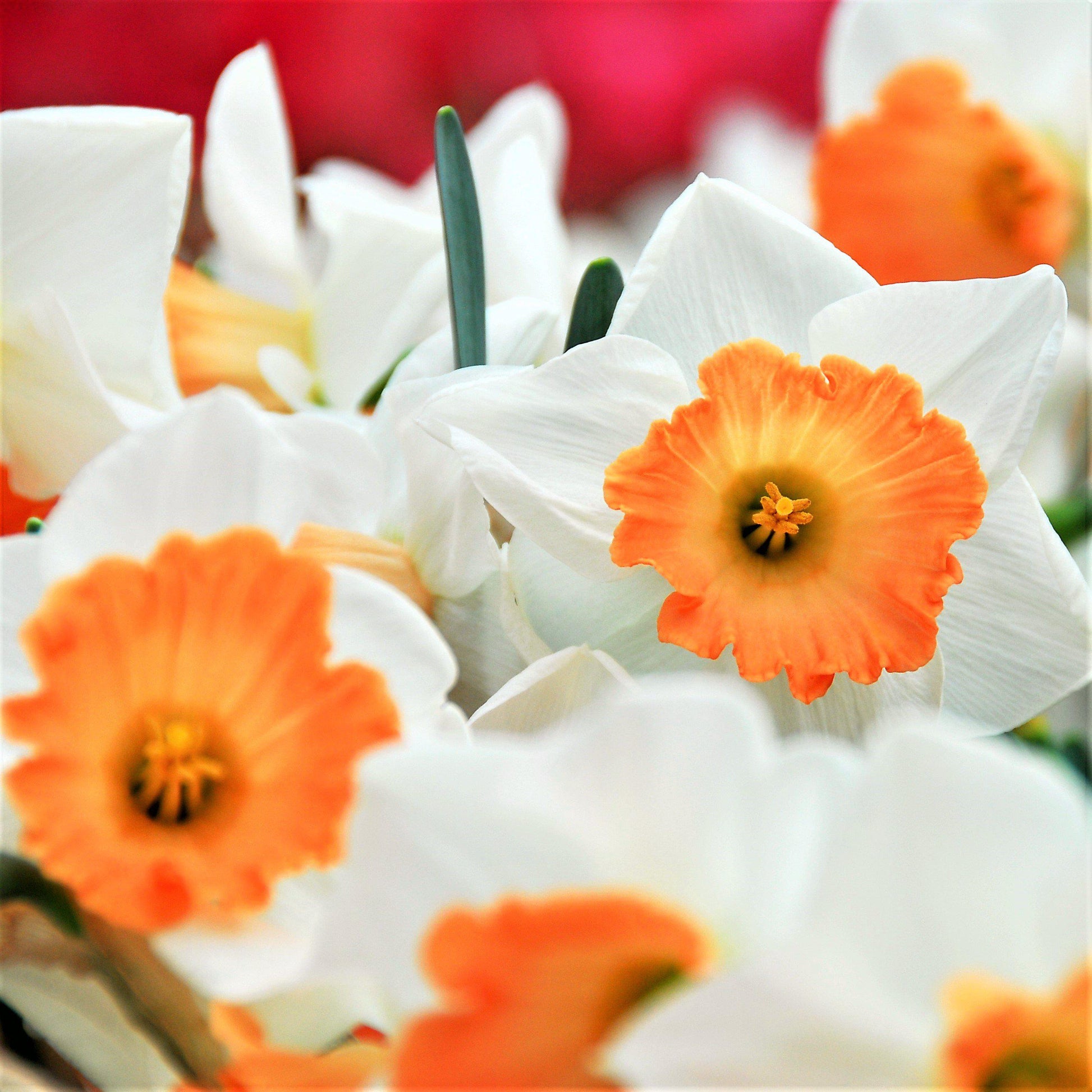 Multiple Barrett Browning Narcissus Blooms