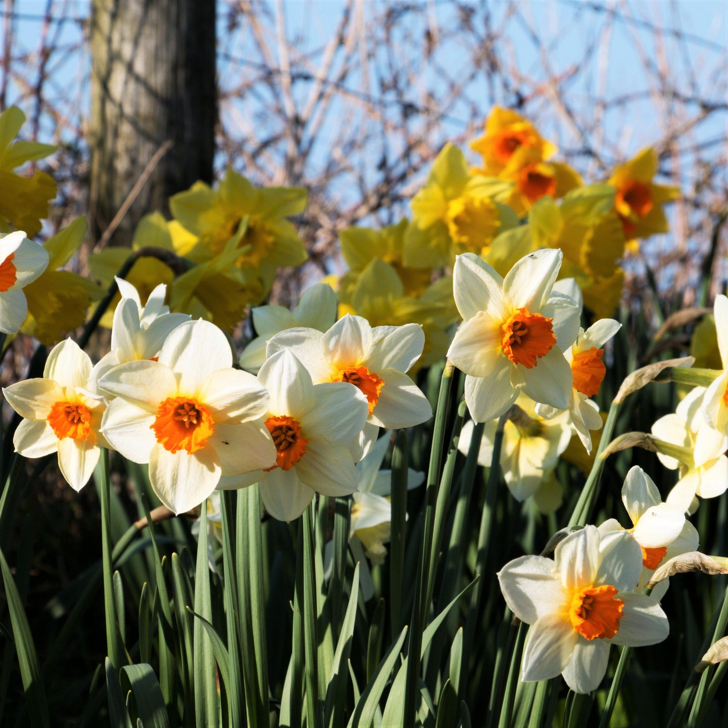 A Sea of Daffodils