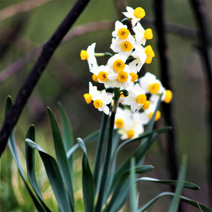 A Cluster of Canaliculatus Daffodils