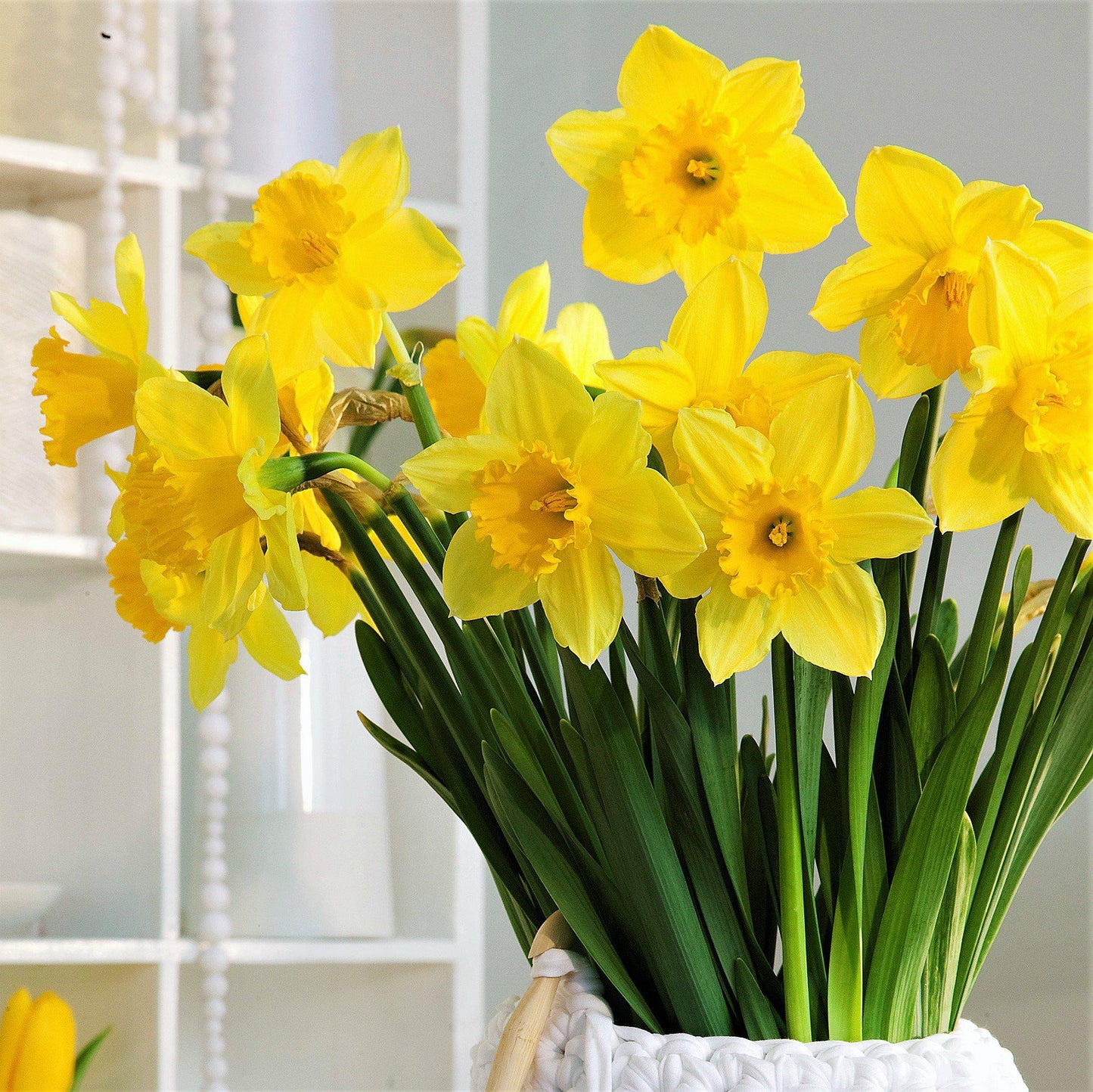 A Lovely Bouquet Of Narcissus Carlton Blooms