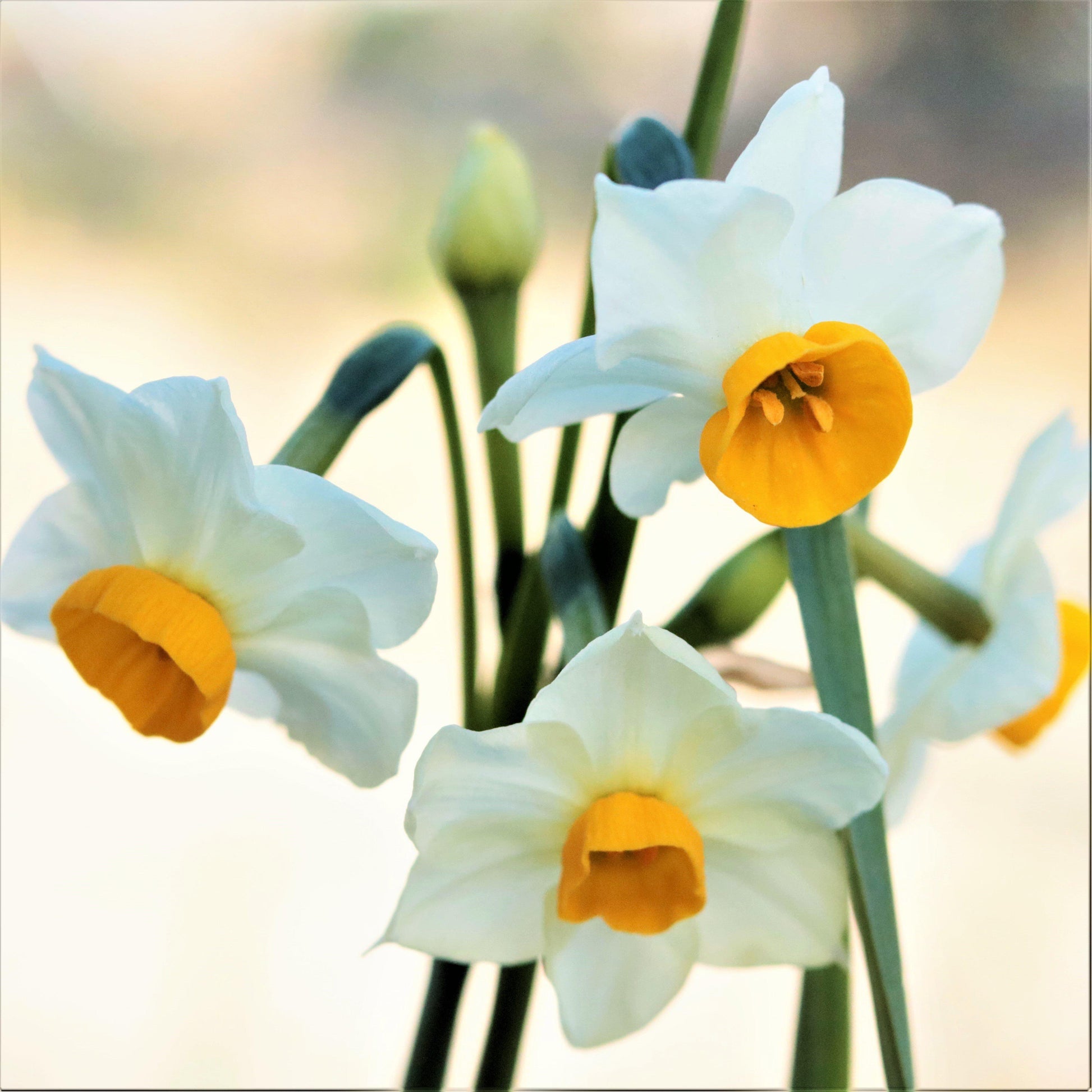 A Trio of Chinese Sacred Lilies