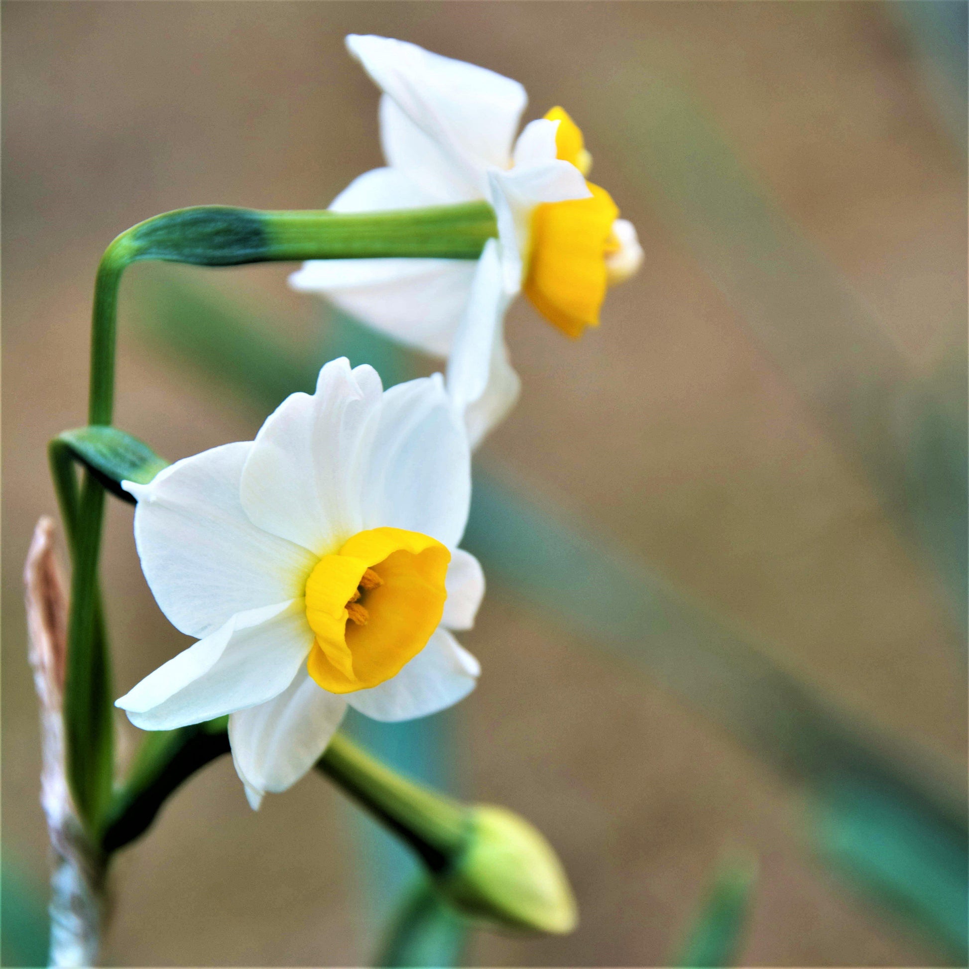 Bold, Beautiful Two-Toned Chinese Sacred Lily