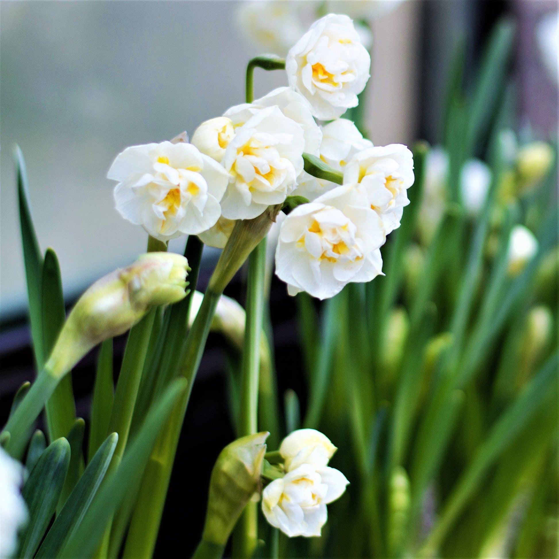 With up to 15-20 flowers per stem, snip just one for a full corsage or petite bedside bouquet!