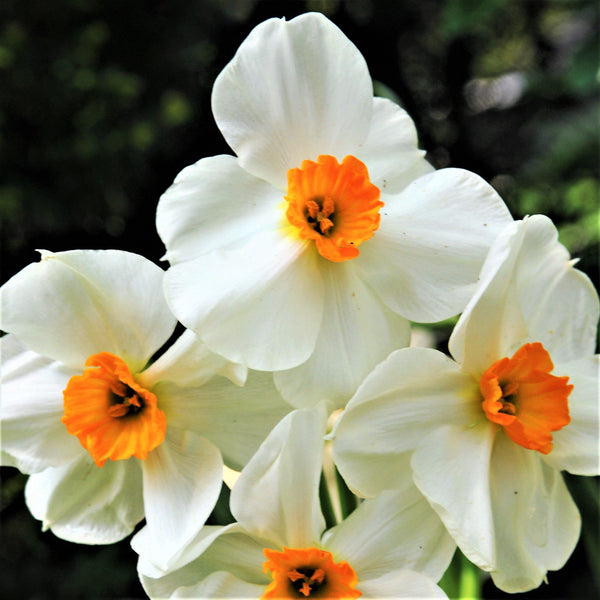 White & Orange Narcissus Bulbs for Sale Online | Geranium – Easy To ...