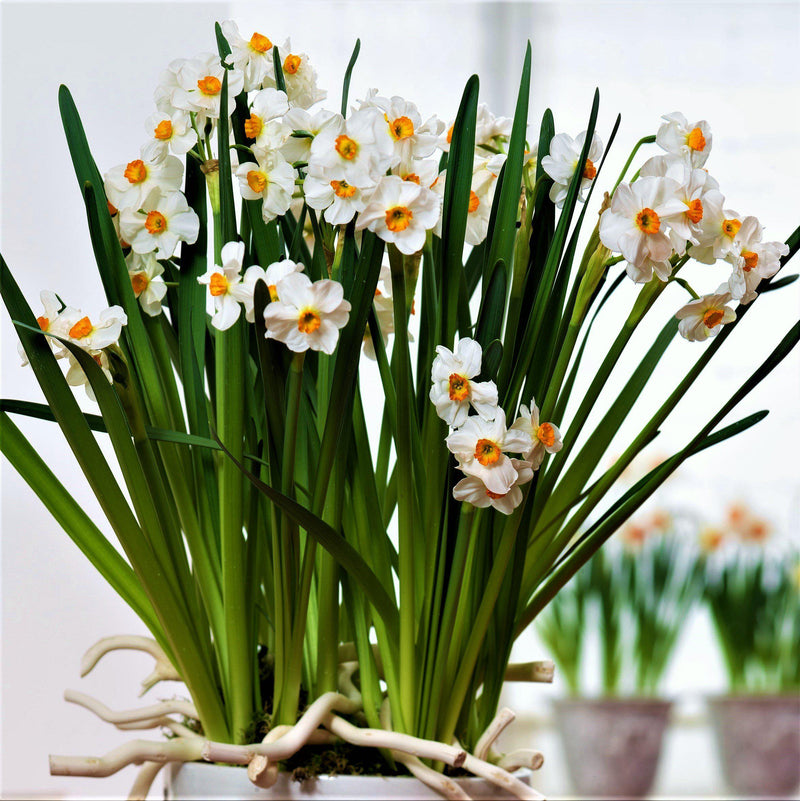 White & Orange Narcissus Bulbs for Sale Online | Geranium – Easy To ...
