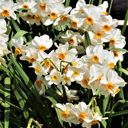 Densely Clustered Beautiful Narcissus Geraniums