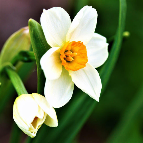 White & Orange Narcissus Bulbs for Sale Online | Geranium – Easy To ...