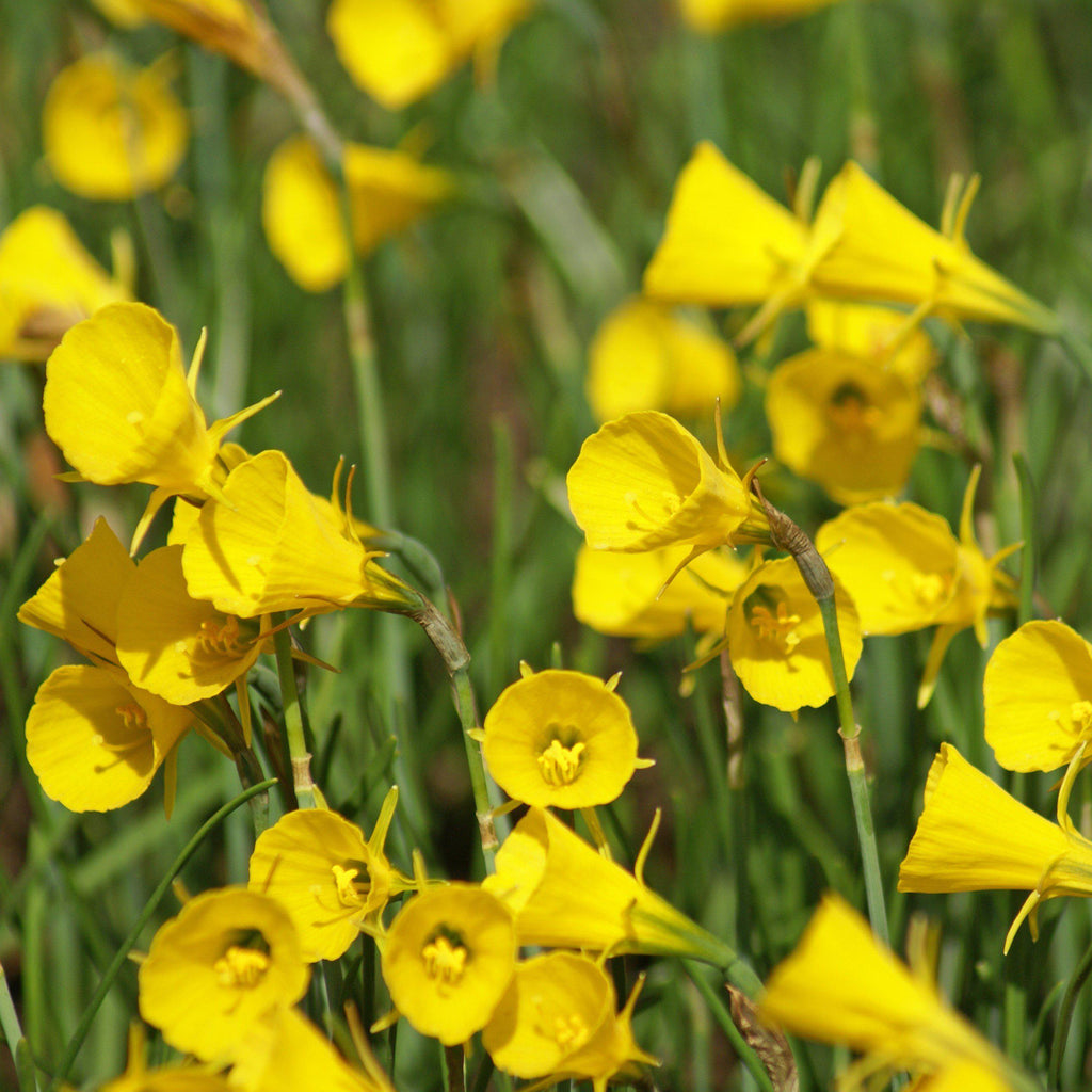 Green and Gold Plants for Sale Online