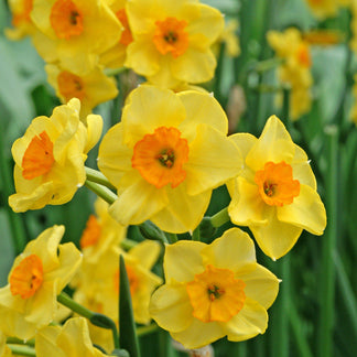 Brilliant Yellow Narcissus Bulbs for Sale Online | Golden Dawn – Easy ...