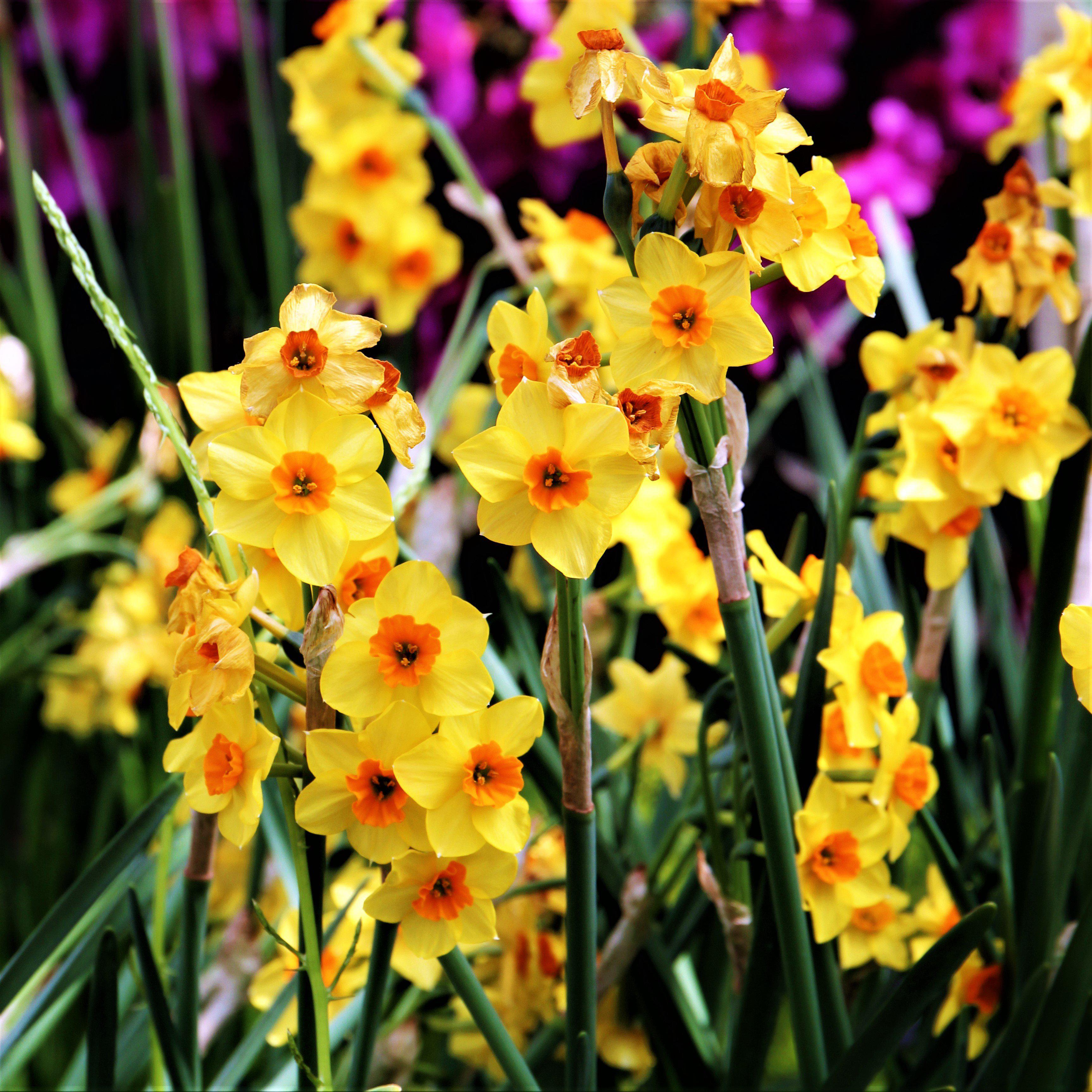 Mixed Narcissus Bulbs for Sale | Gulf Coast Daffodil Collection – Easy ...