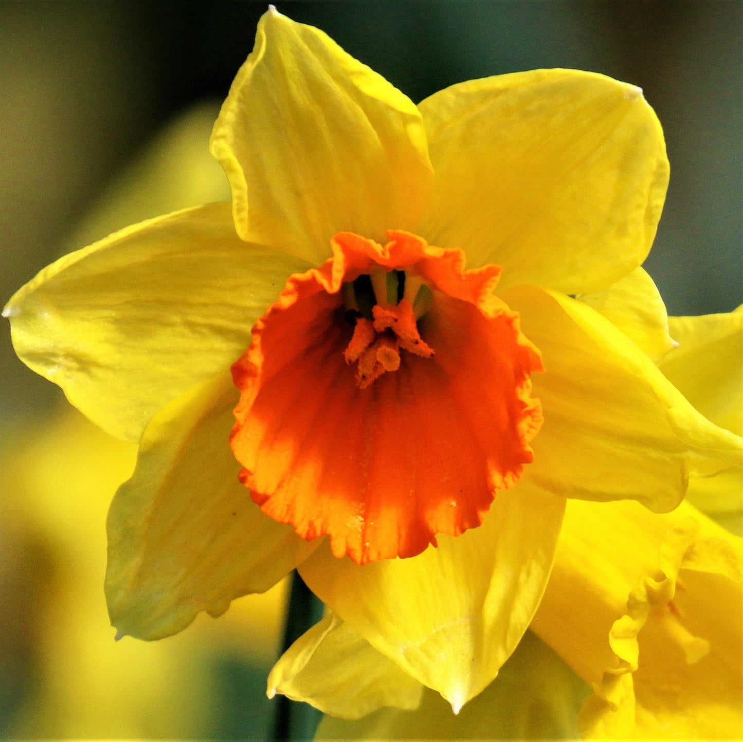 Yellow and Orange Daffodil