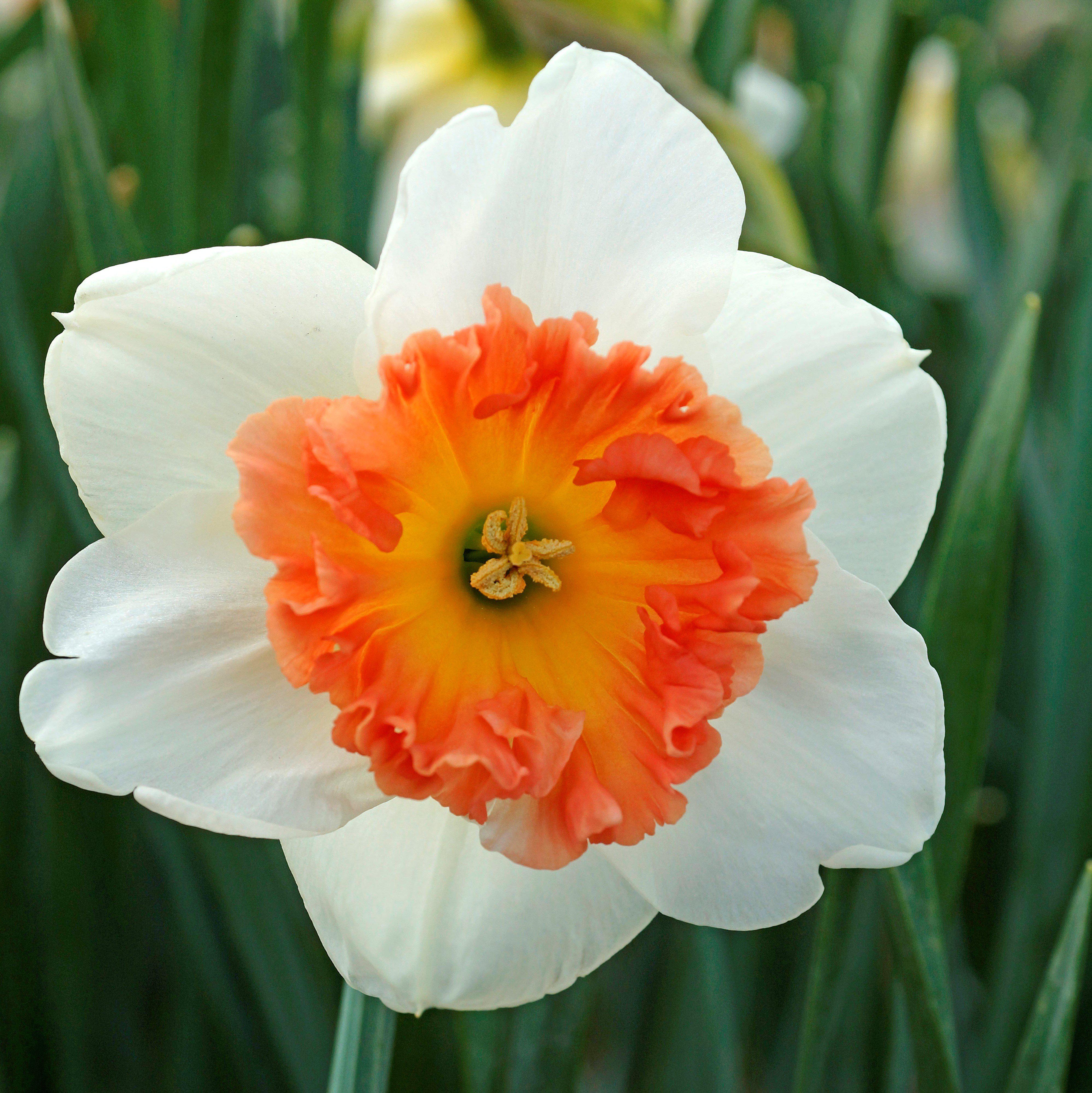 Gorgeous Ruffled Narcissus Bulbs For Sale Online | Precocious – Easy To ...