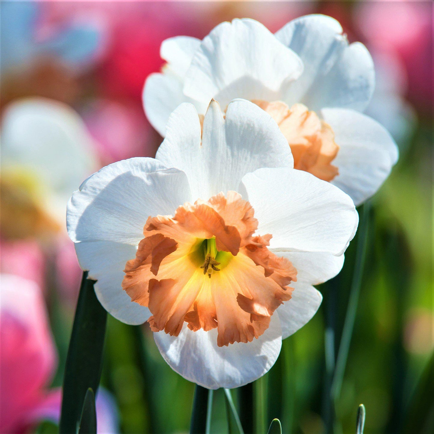 The Coral Interior of Narcissus Precocious