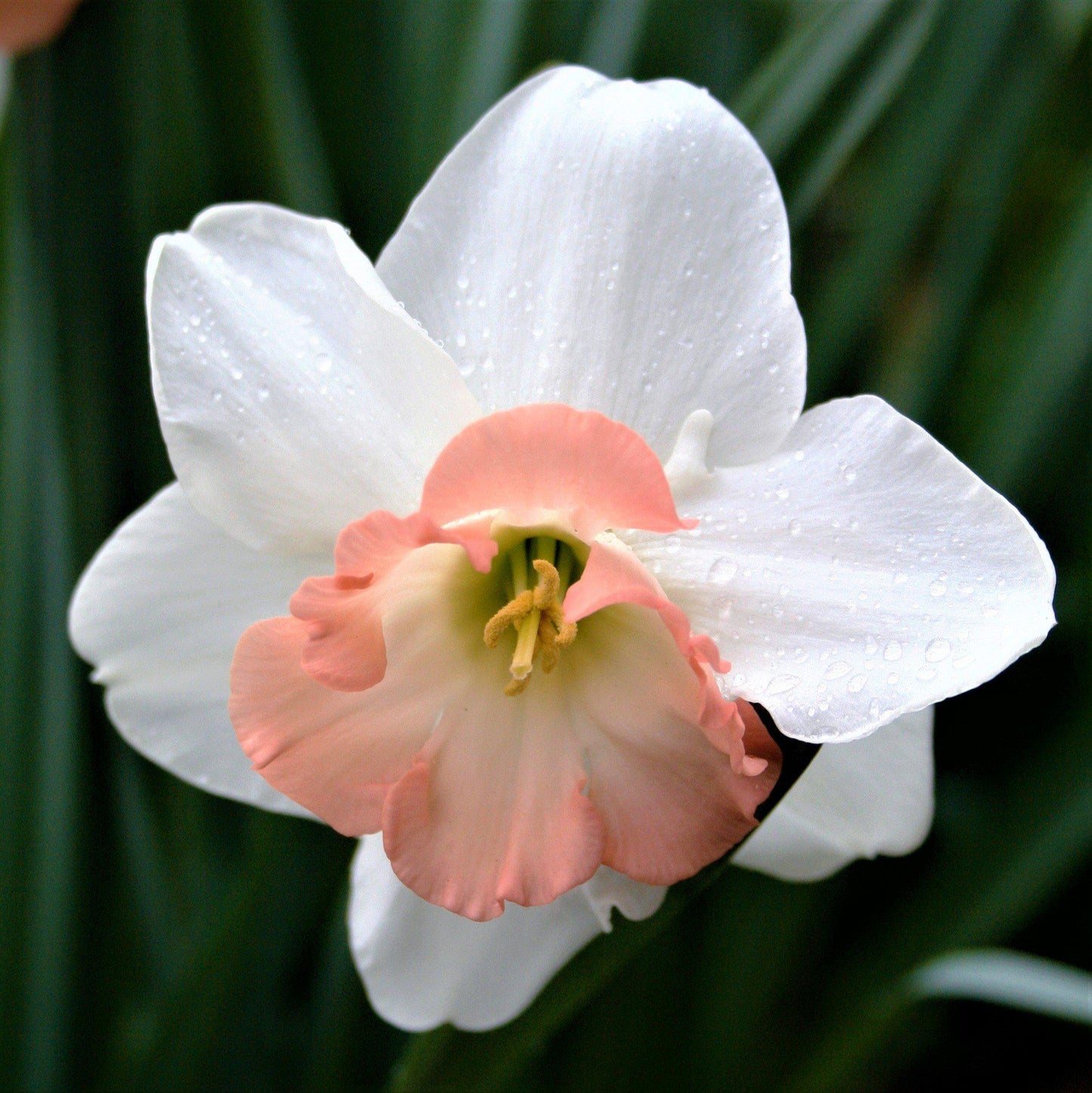 Fully Bloomed Narcissus Precocious 