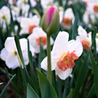 White and Coral Daffodil Blooms