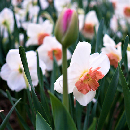 Gorgeous Ruffled Narcissus Bulbs For Sale Online | Precocious – Easy To ...