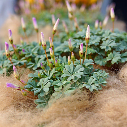 Oxalis Adenophylla with Moss Surrounding