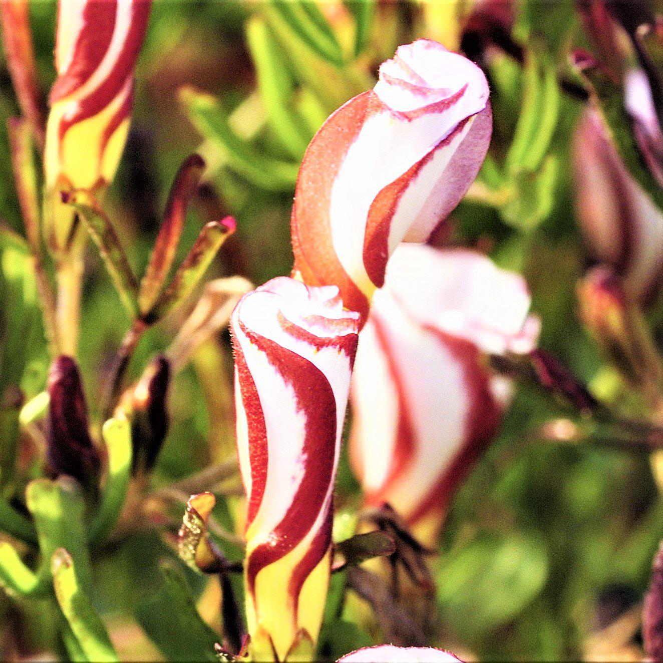 A Bundle of Oxalis Grand Duchess Versicolor