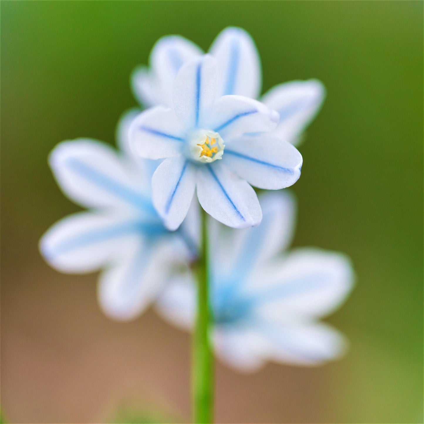 Close up on blue striped Pushkinia