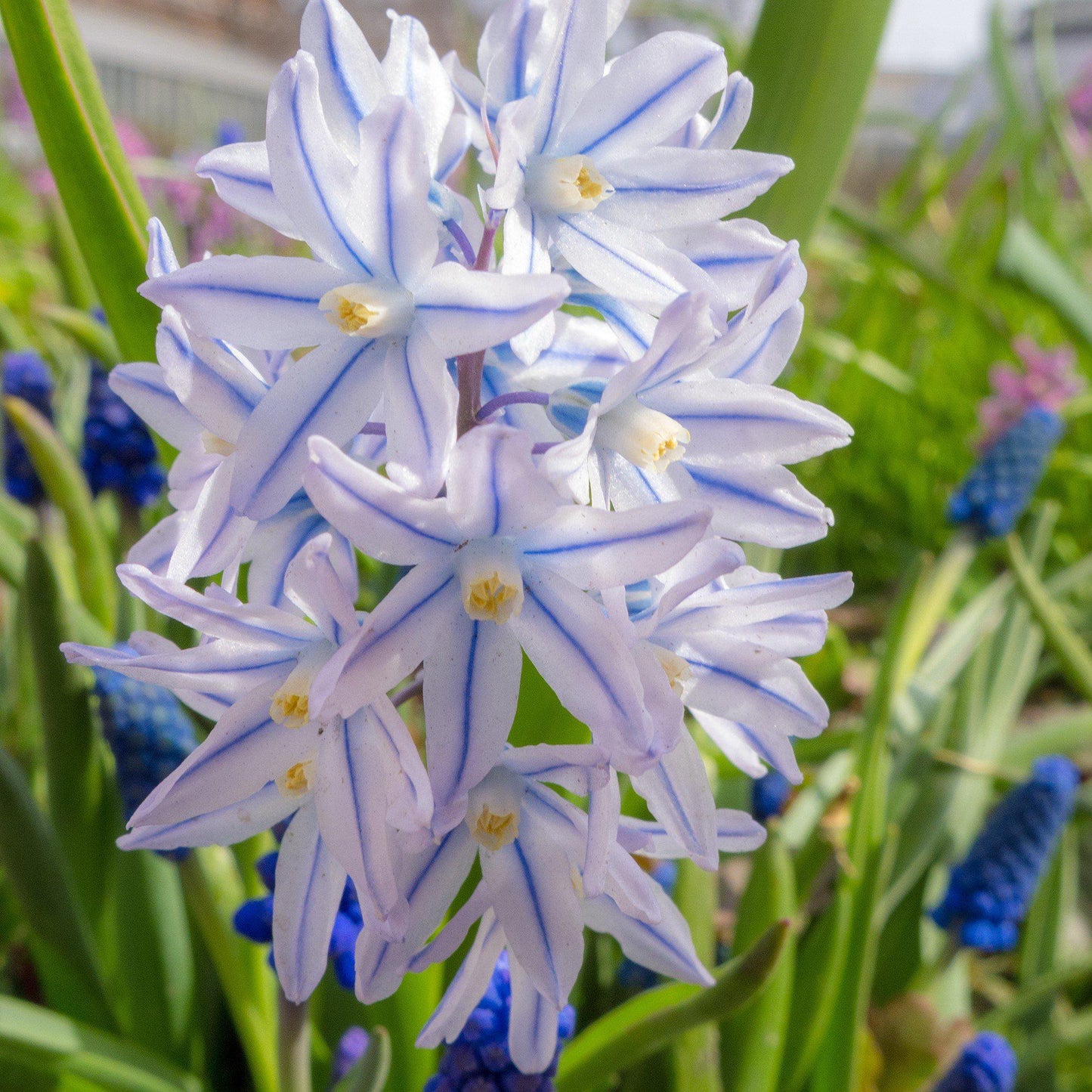 Planted large striped squill