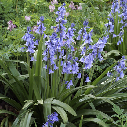 Blooming blue spanish bluebells