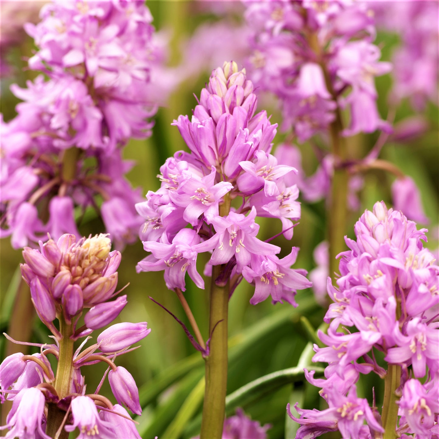 blooming pink spanish bluebells