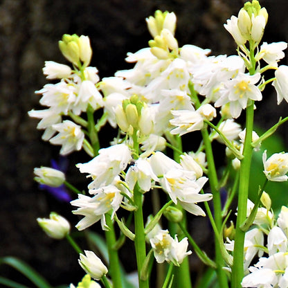 blooming white spanish bluebells